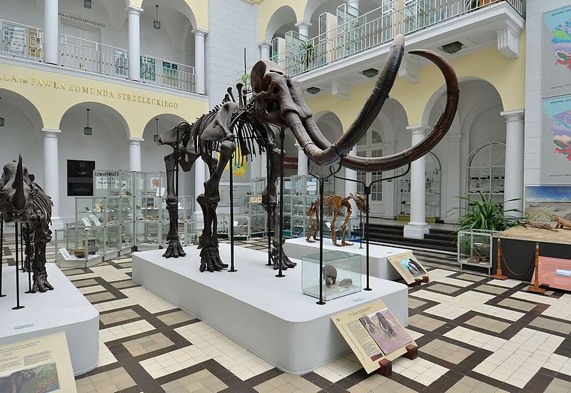Mamut włochaty w Muzeum Geologicznym w Warszawie 