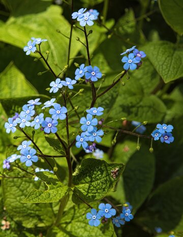 Brunera wielkolistna