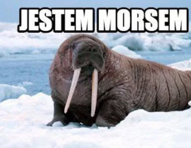 Miniatura: Morsowanie nowym crossfitem? Memy...