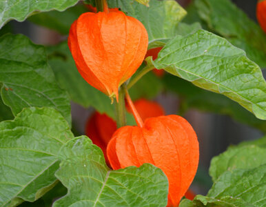 Miniatura: Nie sadź tej rośliny bez rękawic! Jesienią...