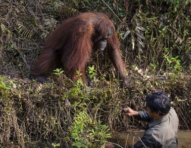 Miniatura: Orangutan wyciąga pomocną dłoń do...