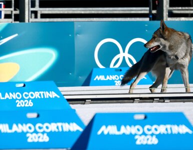 Miniatura: Hit internetu prosto z olimpijskich tras....