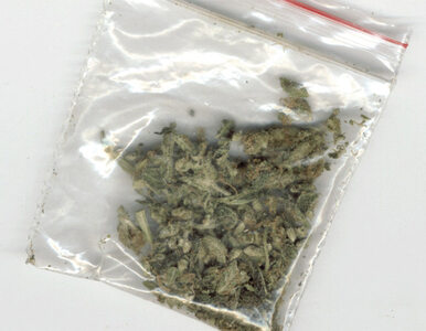 Miniatura: Stażysta z ratusza palił marihuanę w...