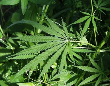 Miniatura: Górnicy handlowali marihuaną w... kopalni