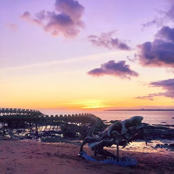Serpent D'ocean 