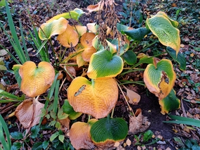 Miniatura: Jak zabezpieczyć hosty przed zimą?...