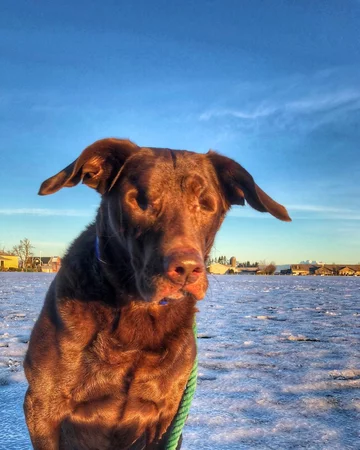 Abi i Dabi - psy, które połączyła przyjaźń 