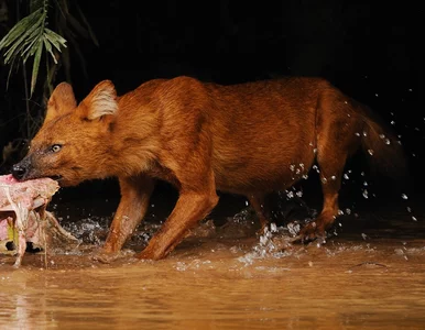 Miniatura: W śląskich jaskiniach odnaleziono szczątki...