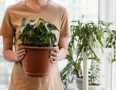 Miniatura: Sypnij tym w doniczkę, a ziemiórki znikną...