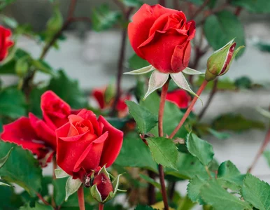 Miniatura: Nie spiesz się z nawozem! Ten jeden termin...