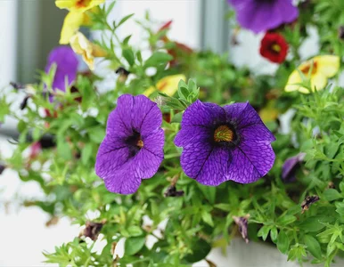 Miniatura: Petunie przy niej bledną. Balkon tonie w...
