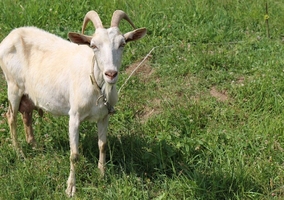 Miniatura: Koza z lubińskiego zoo nie żyje z winy...