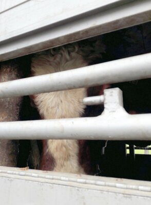 Miniatura: Kolejne przypadki nieprawidłowego przewozu...