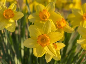 Miniatura: Quiz ortograficzny z nazwami roślin....