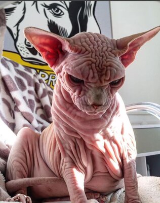 Miniatura: Xherdan - "zrzędliwy" kot