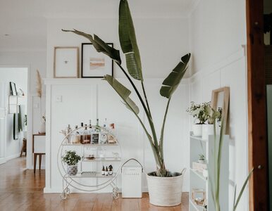 Miniatura: Duże rośliny do małego salonu. 5...