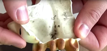 Bakterie i grzyby wewnątrz pływających zabawek 