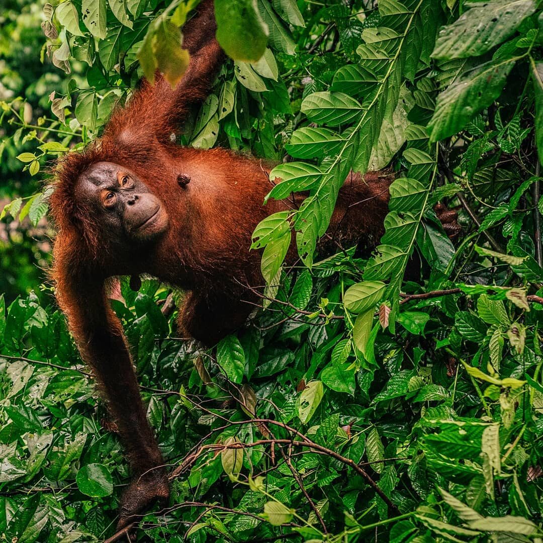 Orangutany w centrum rehabilitacyjnym na Borneo 
