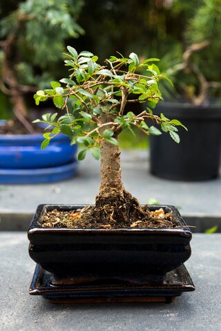 Bonsai Syzygium