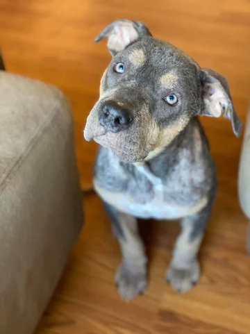 Przemiana suczki Lainey 