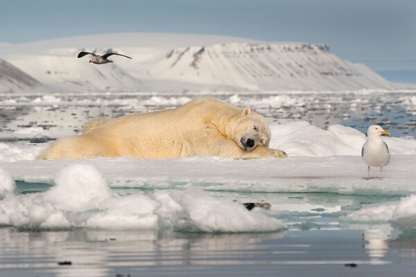Miniatura: Fotografie nagrodzone w konkursie Sipa