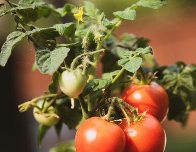 Miniatura: Odkryłam genialną odżywkę do pomidorów!...