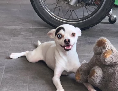 Miniatura: Ten pies rozbraja swoim wyglądem. Ma...