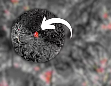 Miniatura: 57-latek był poszukiwany od tygodni....