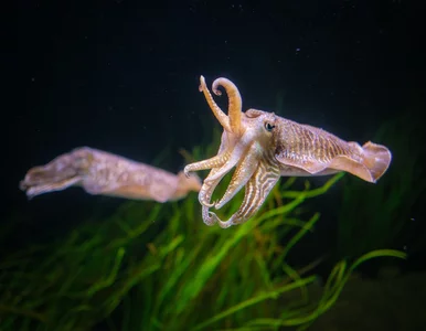 Miniatura: Zdumiewający język głowonogów. Rewolucyjne...