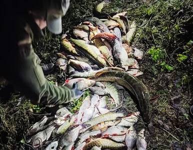 Miniatura: Zatrzymano kłusownika. 67-latkowi grozi...