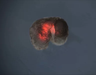 Miniatura: Powstały pierwsze żywe roboty. Ich...