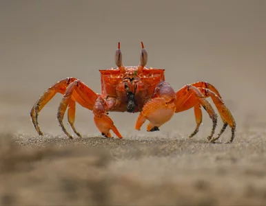 Miniatura: Niesamowite odkrycie na dnie oceanu....