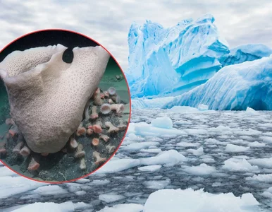 Miniatura: Co skrywały lodowate wody pod Antarktydą?...