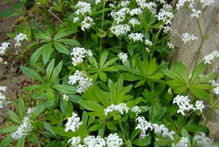 Przytulia wonna, marzanka wonna, Galium odoratum