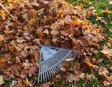 Miniatura: Nie wyrzucaj liści! Ten jesienny „odpad”...