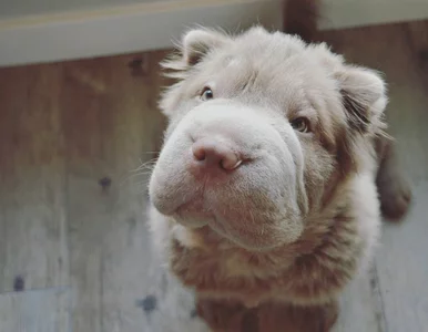 Miniatura: Tonkey Bear – pies, który podbija...