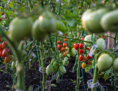 Miniatura: Mocne korzenie, soczyste owoce – daj to...