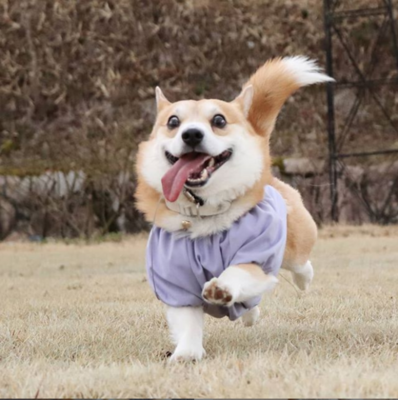 Miniatura: Ten corgi znany jest ze swojej ekspresji....