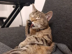 Miniatura: Te koty podbiły filmy i seriale. Lista...