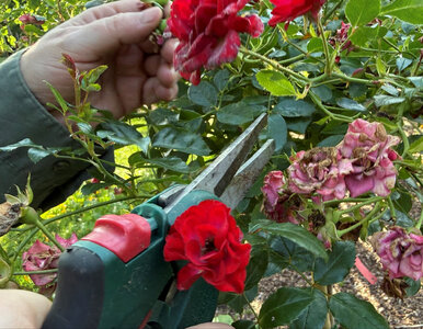 Miniatura: We wrześniu chwyć za sekator. Te drzewa i...