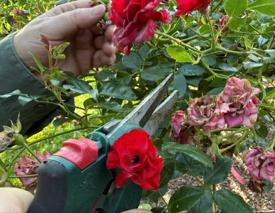 Miniatura: We wrześniu chwyć za sekator. Te drzewa i...