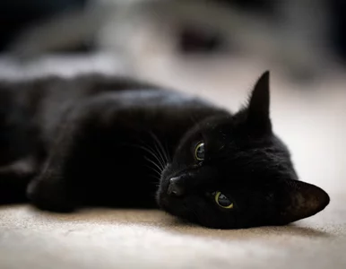 Miniatura: Nieznany sprawca „zmasakrował” kota. „W...