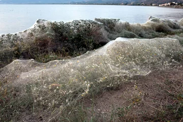 Pajęczyna na greckiej plaży 