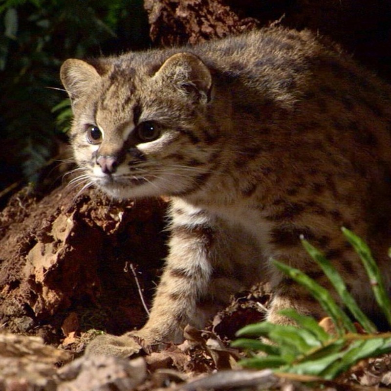 Ocelot chilijski 