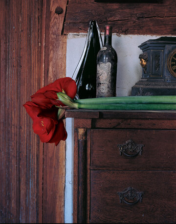 Hippeastrum
