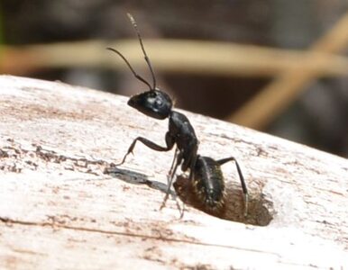 Miniatura: Angielskie mrówki będą nosić...