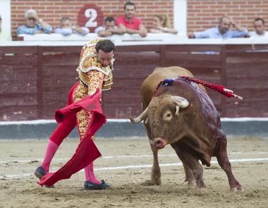 Miniatura: Demonstracja ws. delegalizacji korridy....