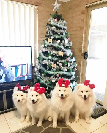 Samojedy i rodzina Sary Hegarty 