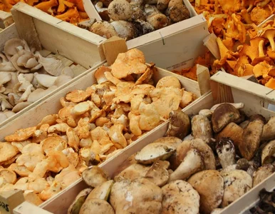 Miniatura: Ważne informacje ws. handlu grzybami....