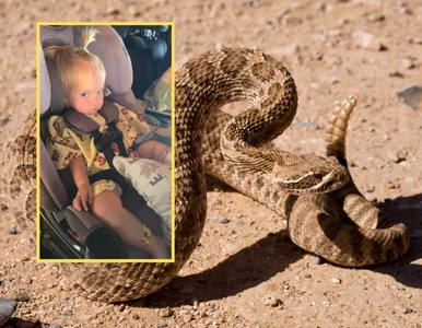 Miniatura: Wąż wyszedł spod zbiornika i ukąsił....